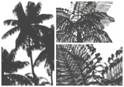 Palm shadows set Stock Illustration