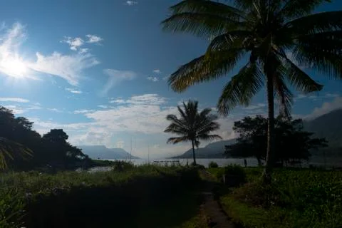 Palm, Shadows, Sun Stock Photos