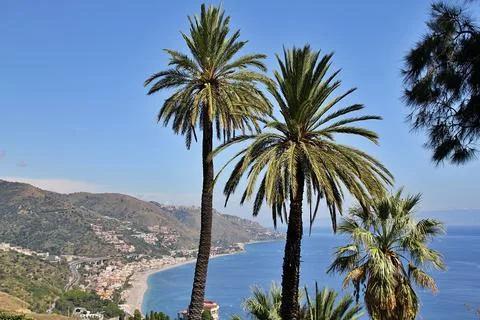 Palm in the Sicily Stock Photos