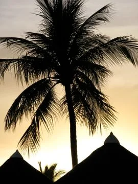 Palm Silhouette Stock Photos