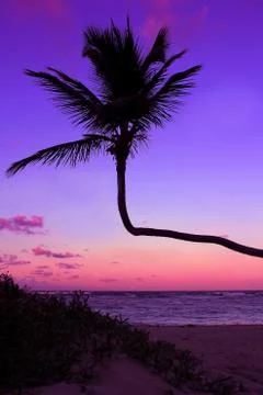 Palm Silhouette Photos