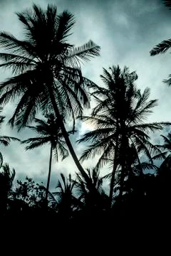 Palm silhouette Stock Photos