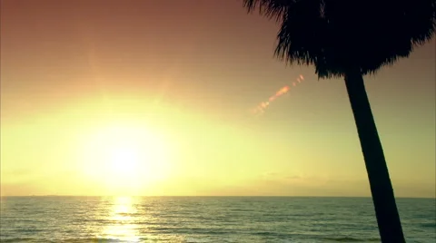 Palm silhouette at sunset Stock Footage 986582