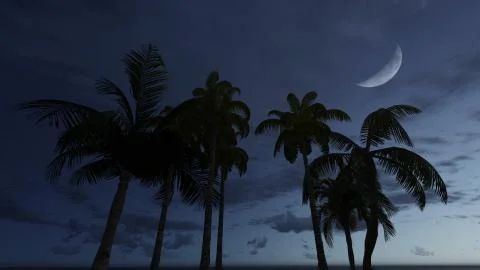 Palm silhouettes on the night sky background Stock Illustration