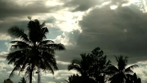 Palm Silhouettes Slow Motion Stock Footage 155255502