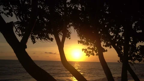 Palm in silhouettes at sunset beach Stock Footage 163141509