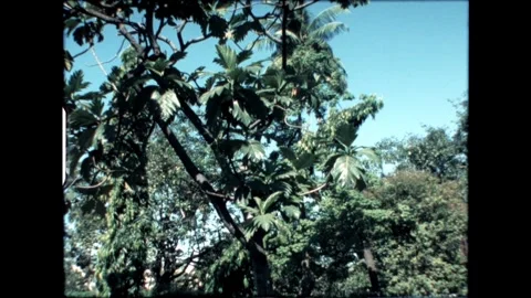 Palm-sized leaves Stock Footage 274090055