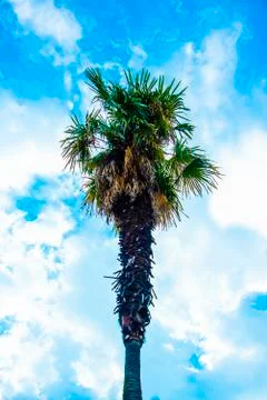 Palm sky and clouds Stock Photos