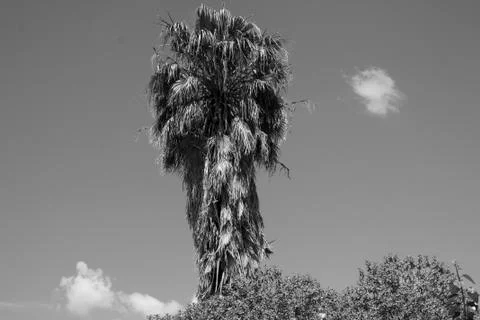 Palm with sky background Stock Photos
