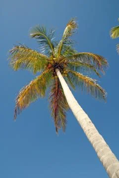 Palm in the sky Stock Photos