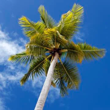 Palm in the sky Stock Photos