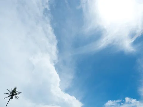 Palm in the sky. Stock Photos