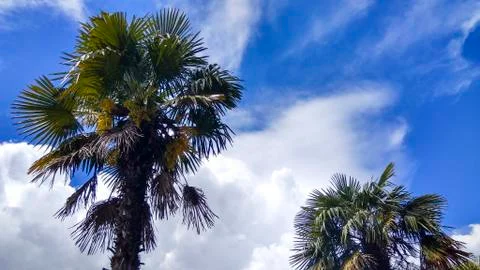 Palm in the sky Stock Photos