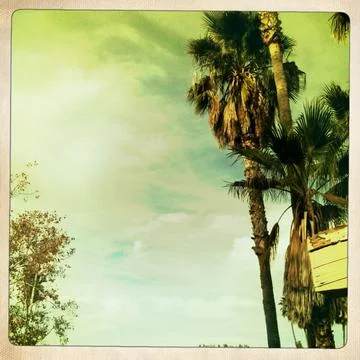 Palm Sky Stock Photos