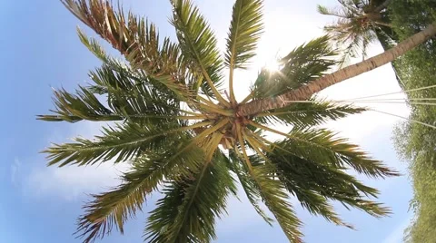 Palm, sky, sun Vídeos de archivo 48060095