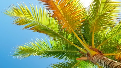 Palm Slowly Swinging in the Wind Stock Footage 74005400