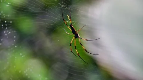 Palm Spider close-up. Stock Photos
