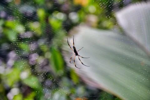 Palm Spider close-up Stock Photos
