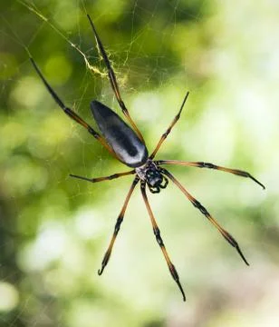 Palm spider Stock Photos