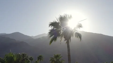 Palm Springs Drone Palm Tree Sunflare 2 Stock Footage 250293453