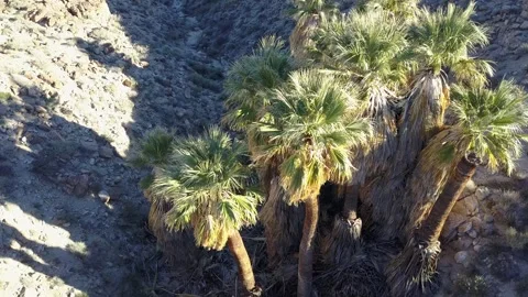 Palm springs Stock Footage 292826875