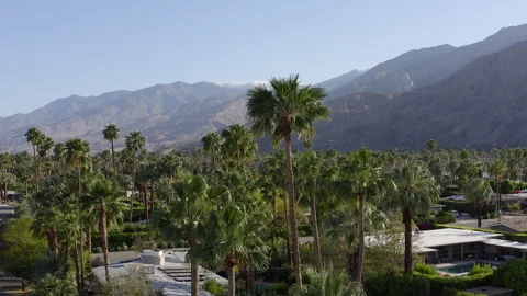 Palm Springs Palm Tree View Stock Footage 250293255