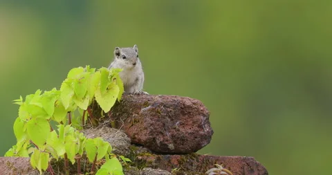 Palm Squirrel basking atop slick stone ducks into crevice; slow motion monsoon Stock Footage 346615828