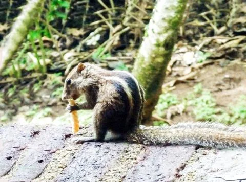 Palm squirrel eating a nut on the ground in the island of Sri Lanka. Stock Photos