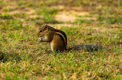 Palm squirrel eats from hands on grass Foto stock