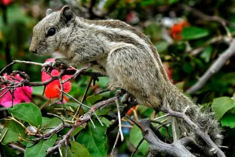 Palm squirrel in India Stock Photos