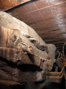 Palm squirrel Stock Photos