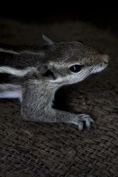Palm squirrel Stock Photos