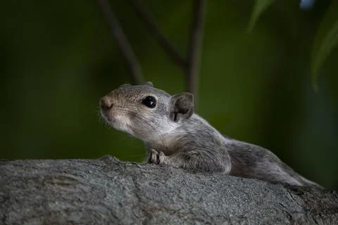 Palm Squirrel Stock Photos