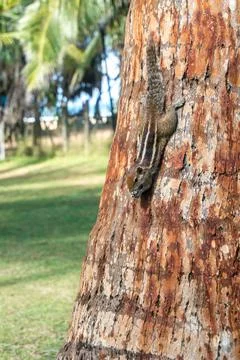 Palm squirrel with a striped back hangs upside down on a tree and eats a nut Stock Photos