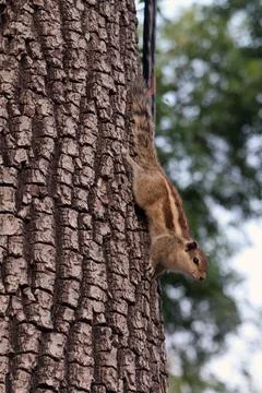 Palm squirrel on a tree Foto stock