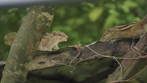 Palm Squirrels Foraging and Feeding on a Rustic Woodland Platform Stock Footage 345621194