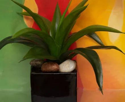 Palm with Stones2 -2444 Stock Photos