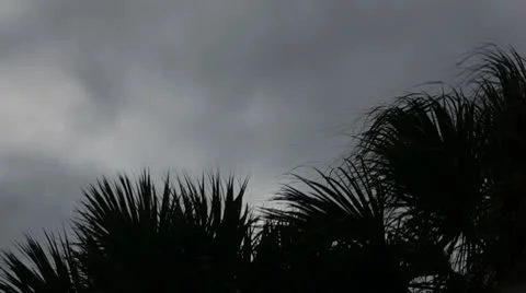 The Palm Before the Storm Video stock 8950860