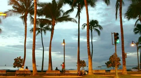 Palm on street Stock Footage 8995859