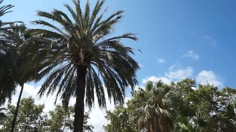 A Palm in a summer day Stock Footage 96311478