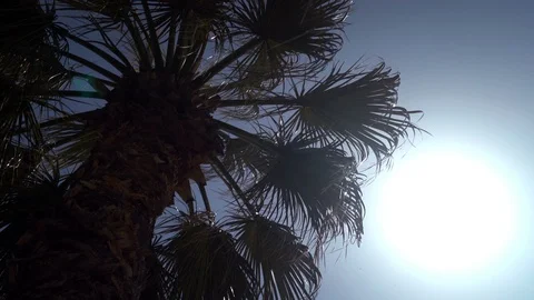 Palm in the summer sun 動画素材 124831213