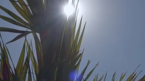Palm in the sun Stock Footage 86362758