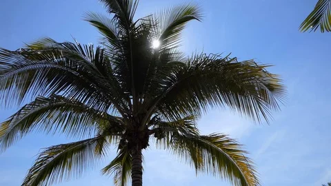 Palm in the sun Stock Footage 86362766