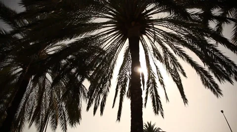Palm with sun motion summer Stock-Footage 32284010