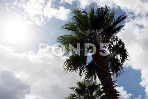 Palm with sun Stock Photos
