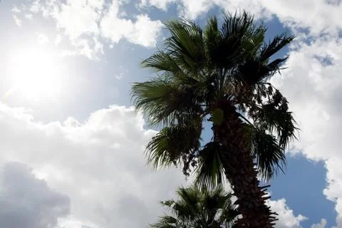 Palm with sun Stock Photos