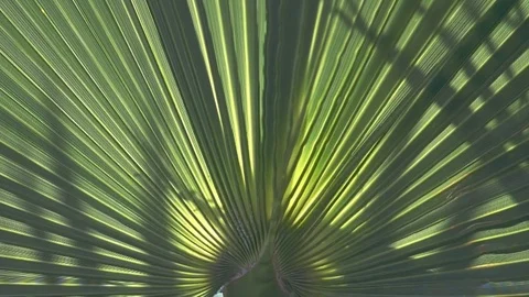 Palm in the sun with shadows Stock Footage 78497949