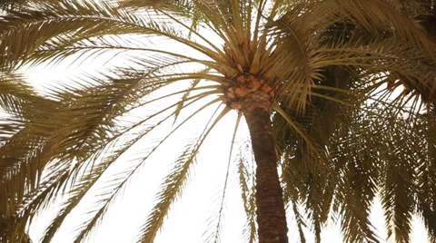 Palm with sun summer motion Stock-Footage 32284037