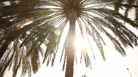 Palm with sun summer motion Stock Footage 32284061