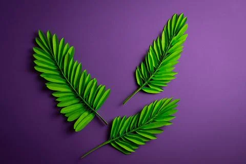 Palm Sunday Stock Photos